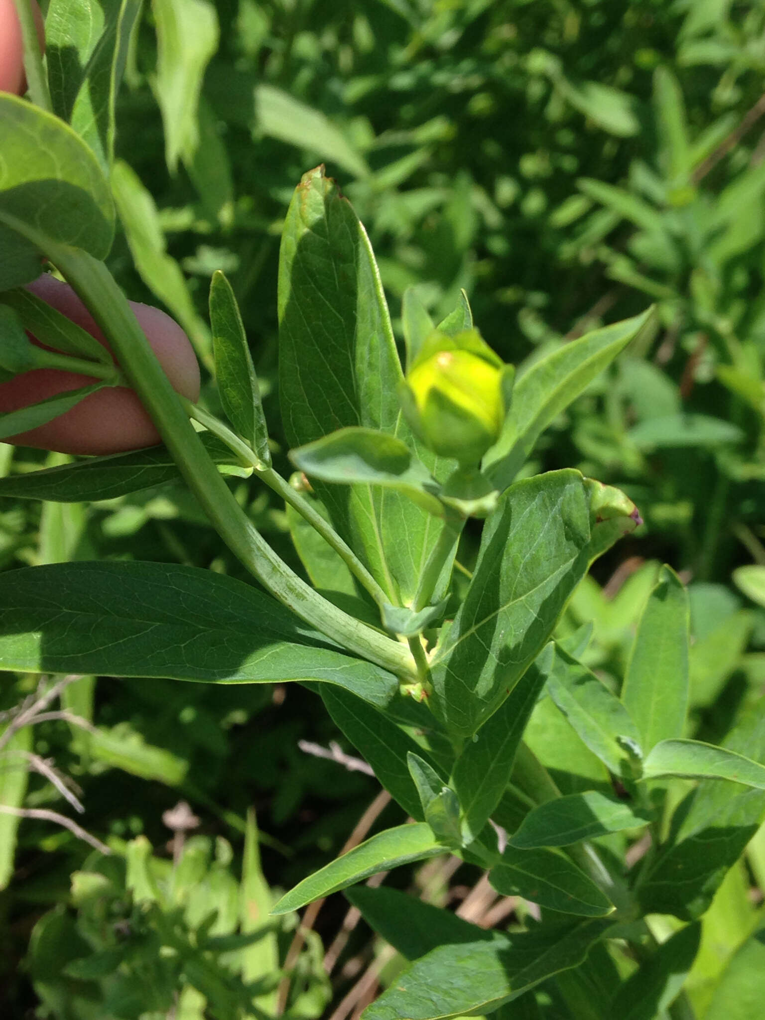 Image of great St. Johnswort