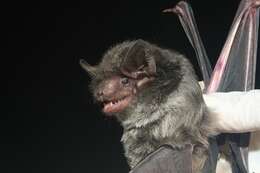 Image of Great Evening Bat