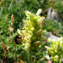 Image of Betonica alopecuros subsp. divulsa (Ten.) Bartolucci & Peruzzi