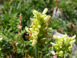 Image of Betonica alopecuros subsp. divulsa (Ten.) Bartolucci & Peruzzi