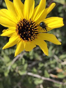 Sivun Encelia asperifolia (S. F. Blake) C. Clark & D. W. Kyhos kuva