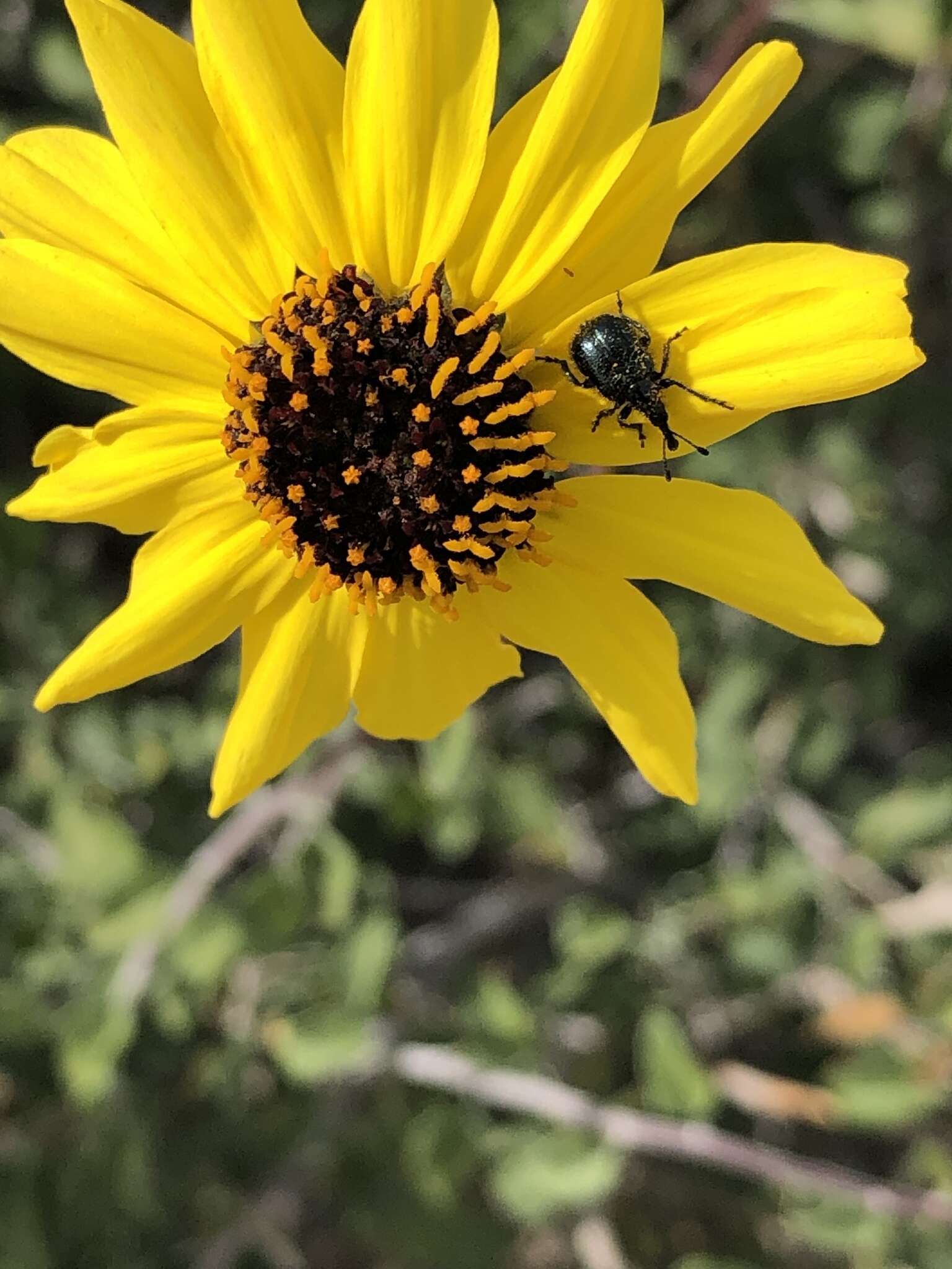 Sivun Encelia asperifolia (S. F. Blake) C. Clark & D. W. Kyhos kuva