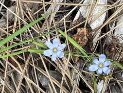 Image of Miami blue-eyed grass