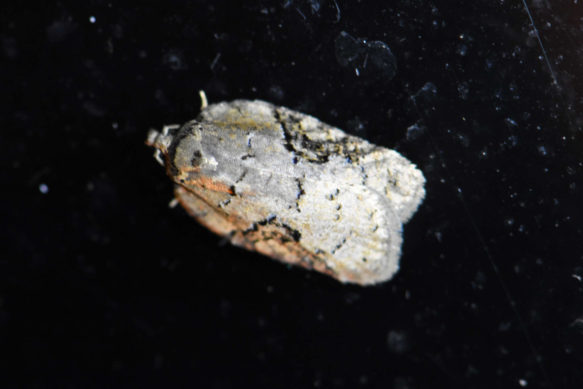 Image of Acleris chalybeana Fernald 1882