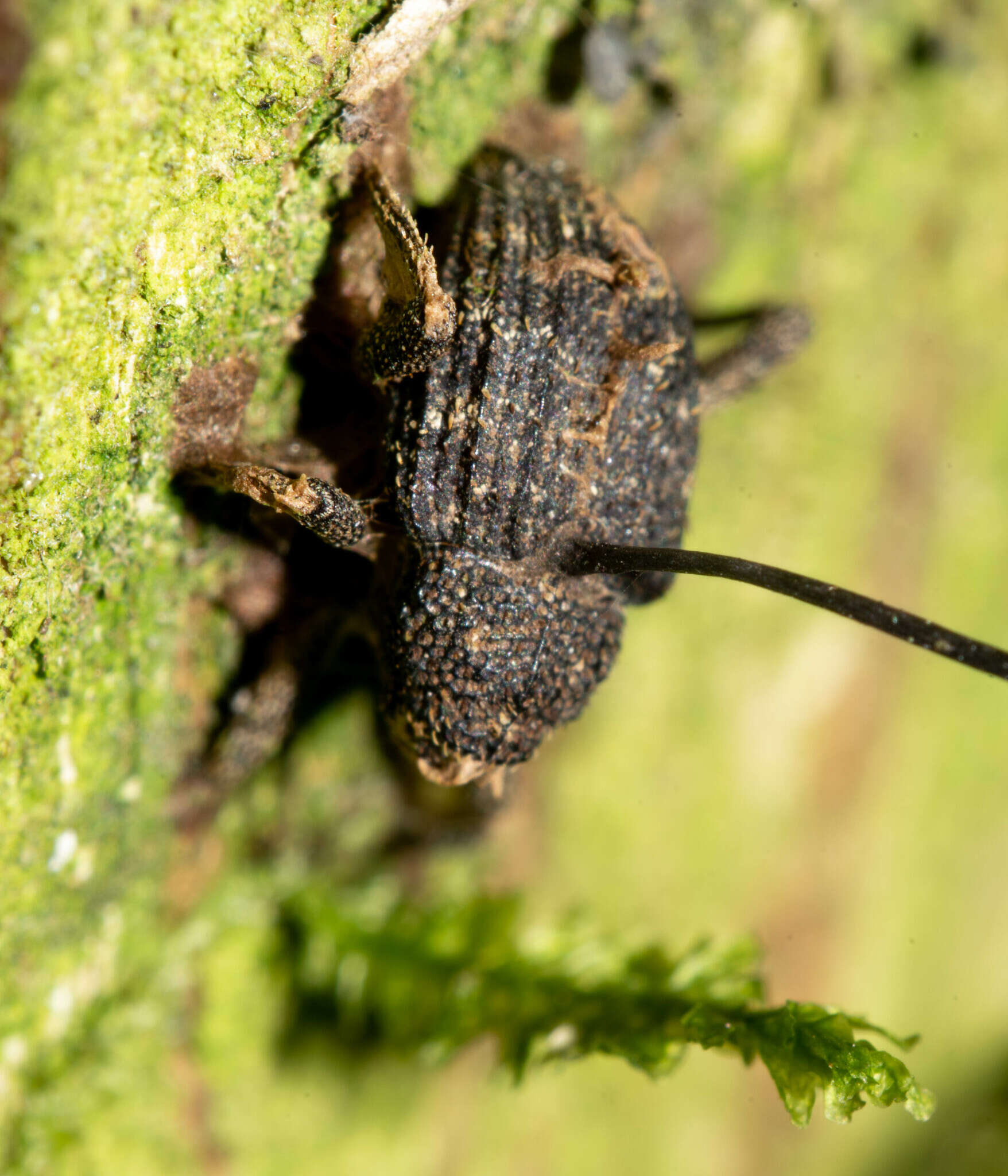 Image of Ophiocordyceps curculionum (Tul. & C. Tul.) G. H. Sung, J. M. Sung, Hywel-Jones & Spatafora 2007