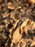 Image of roundleaf sensitive pea