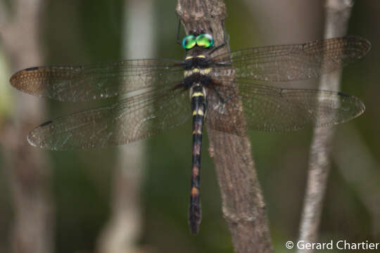 Image of Macromia cincta Rambur 1842