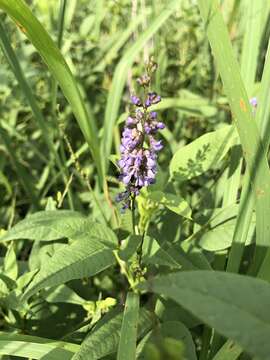 Psoralea onobrychis Nutt.的圖片