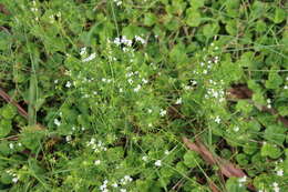 Image of Asperula conferta Hook. fil.