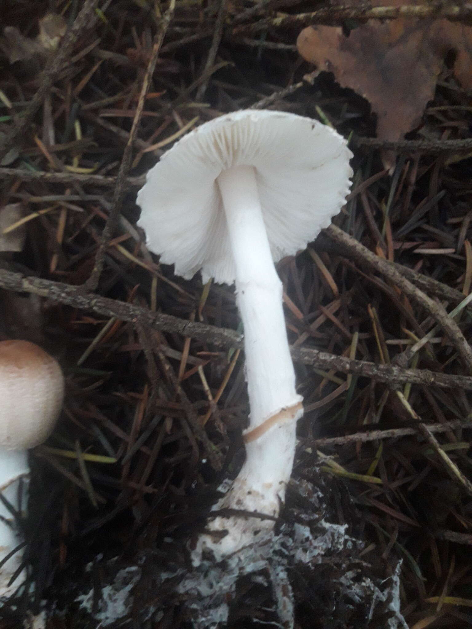 Lepiota ignivolvata Bousset & Joss. ex Joss. 1990 resmi