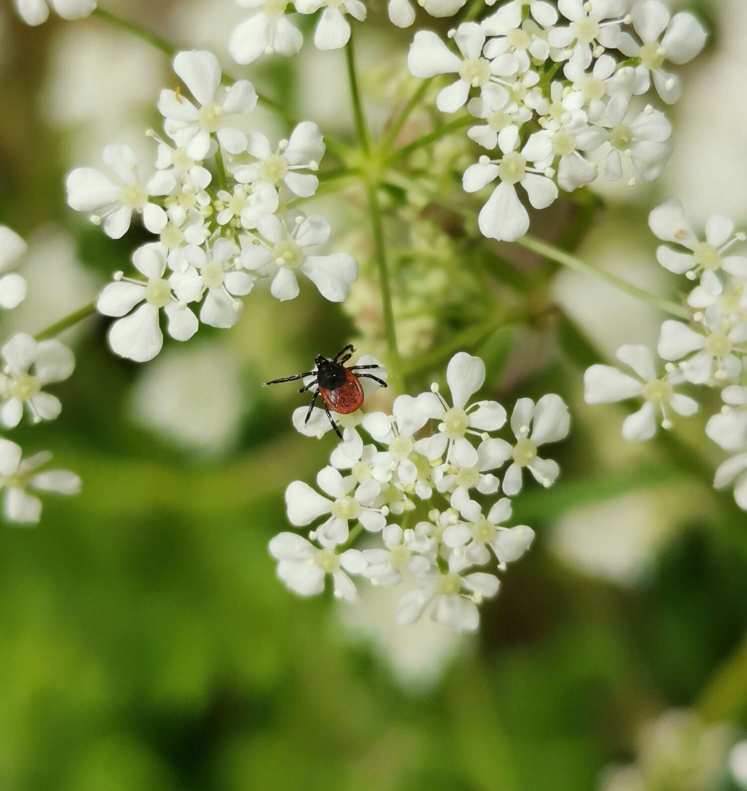 Plancia ëd Ixodes ricinus (Linnaeus 1758)