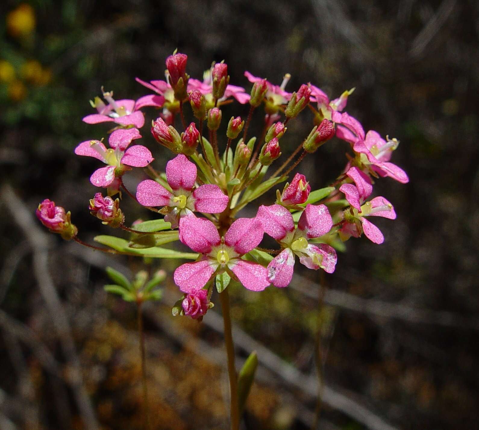 Image of Levenhookia octomaculata Rica Erickson & J. H. Willis