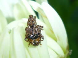 Image of Plum Curculio