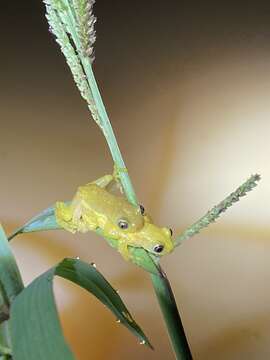 Image of Pickersgill's Banana Frog