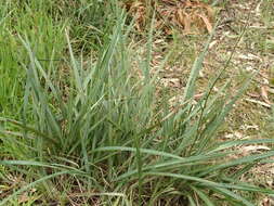 Image of Dianella revoluta var. revoluta