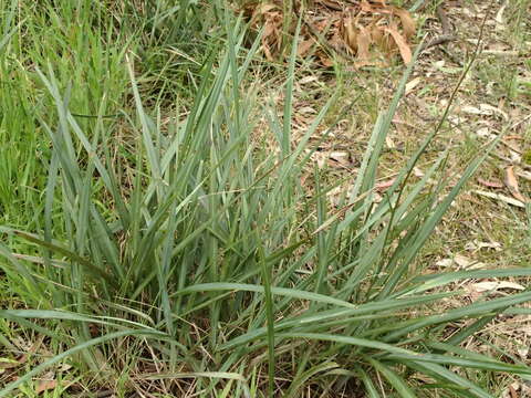 Image of Dianella revoluta var. revoluta