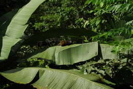 Image of Graells's tamarin