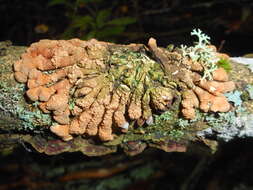 Image of Hypocreopsis lichenoides (Tode) Seaver 1910