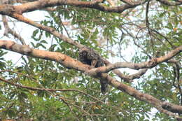 Image of Gray Monkey Saki