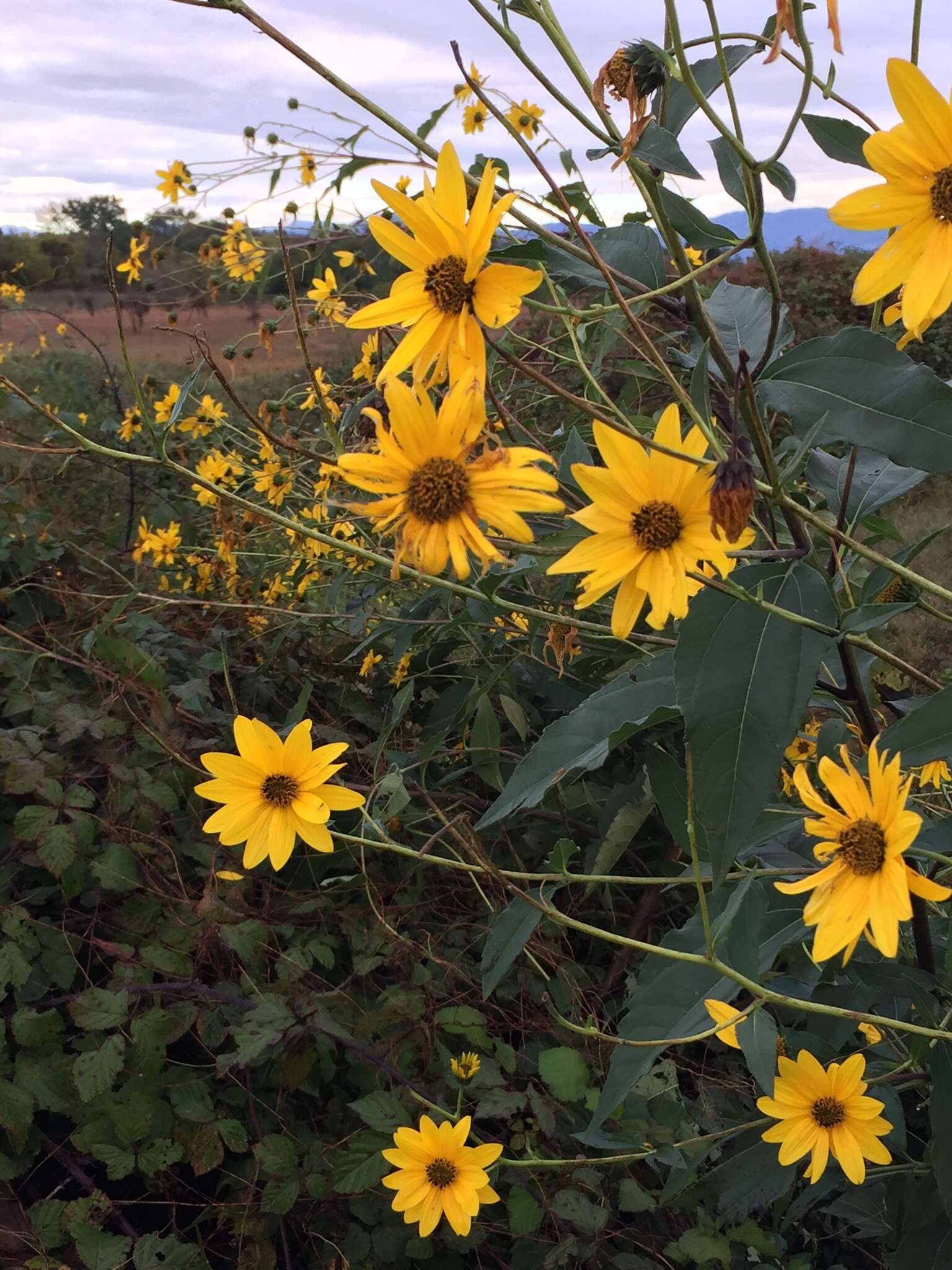 Image of cheerful sunflower