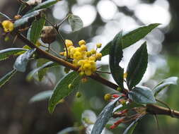 Image of Berberis wallichiana DC.