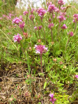 Image of Thymus markhotensis Maleev