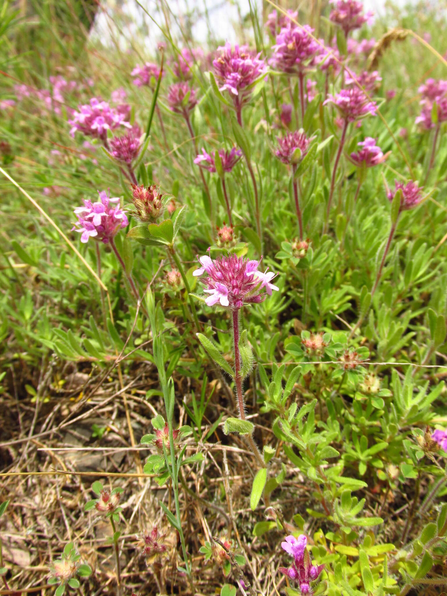 Image of Thymus markhotensis Maleev