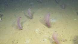 Image of thorny sea pen