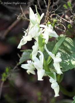 Image of Dactylorhiza romana subsp. romana