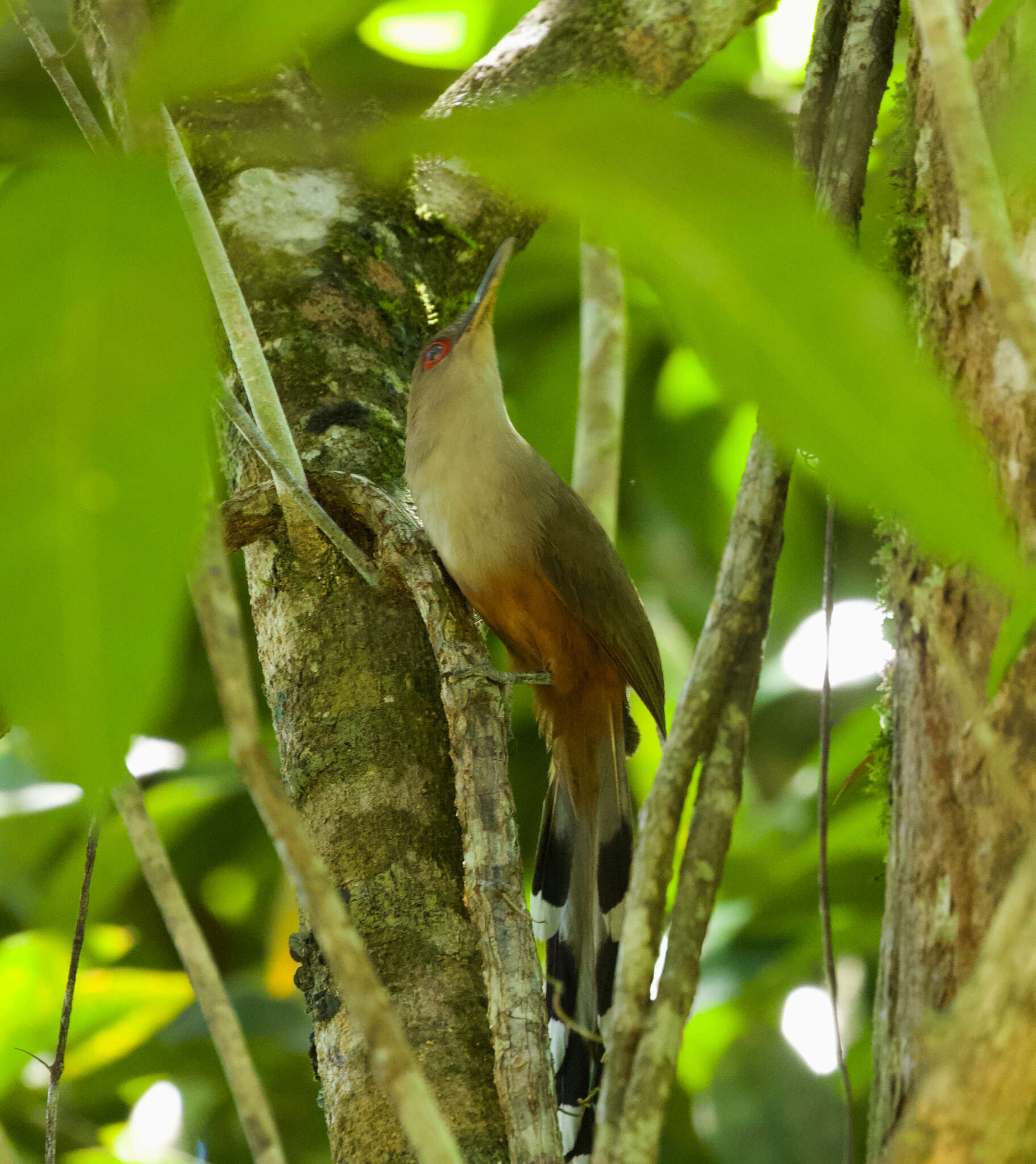 Image of Puerto Rican Lizard Cuckoo