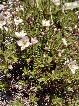 Слика од Veronica linifolia Hook. fil.