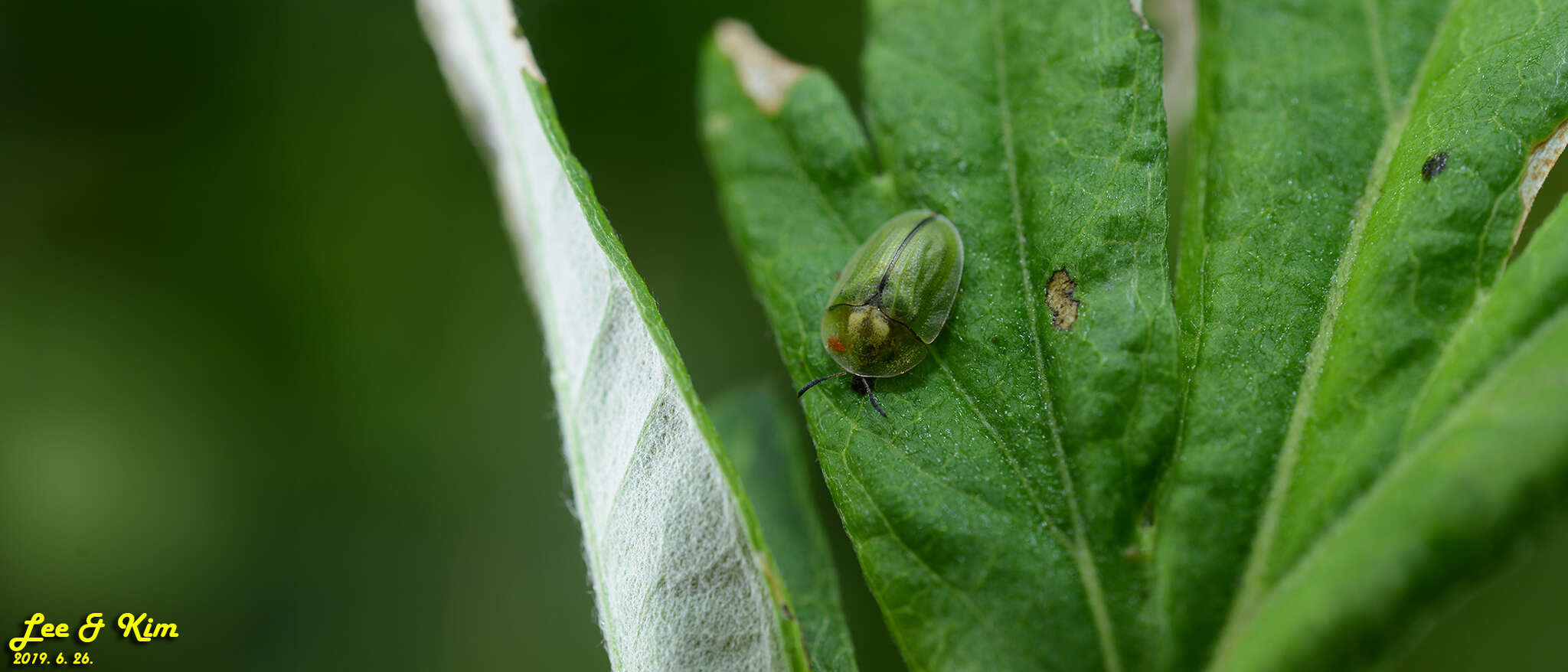 Image of Cassida (Cassida) mandli Spaeth 1921