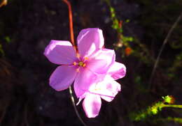 Drosera xerophila的圖片