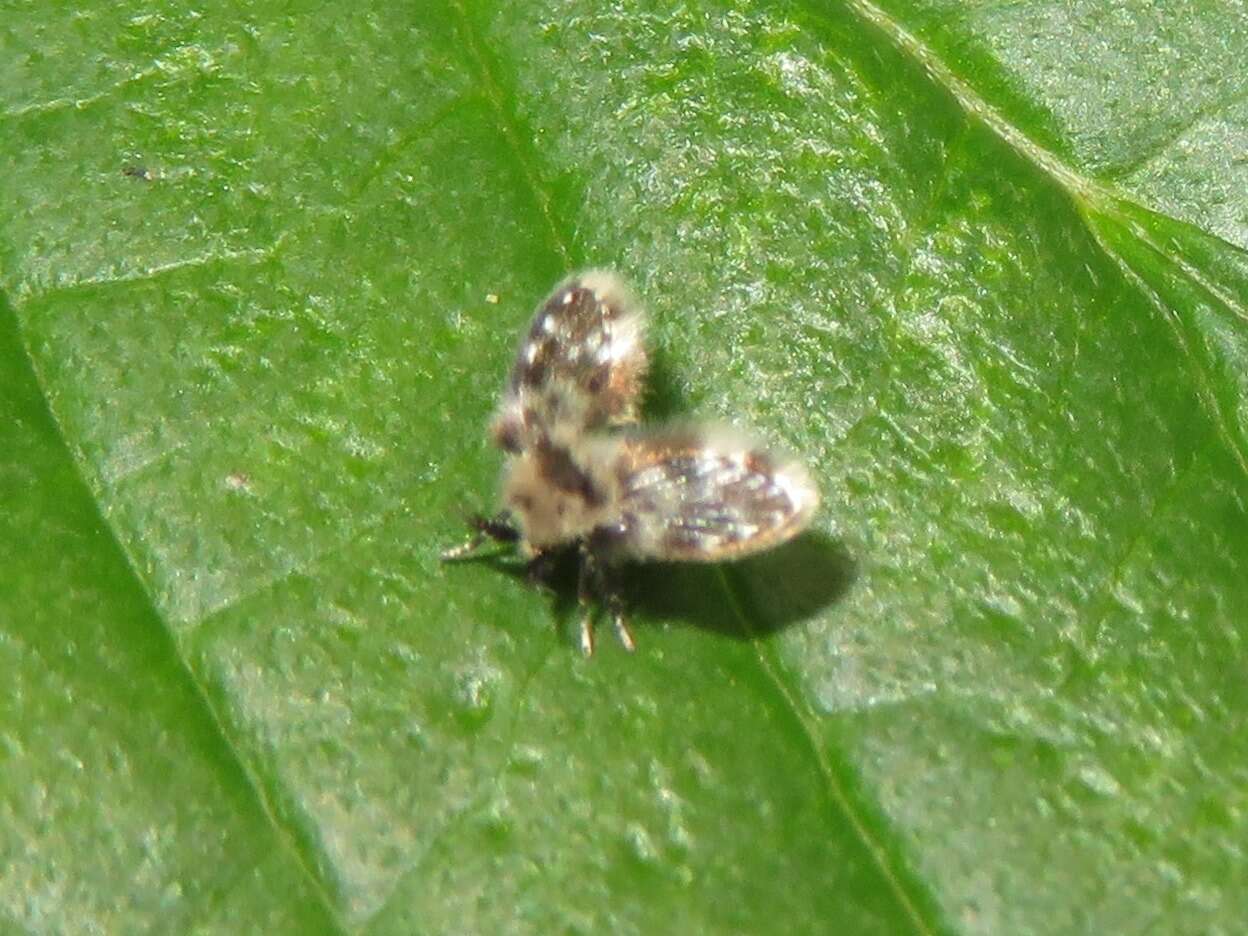 Image of Clytocerus splendidus Jezek 2007