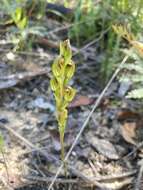 Pterostylis crebra的圖片