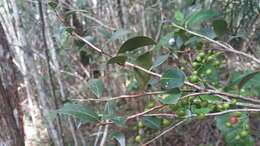 Image of Vaccinium madagascariense (Thou. ex Poir.) Sleum.