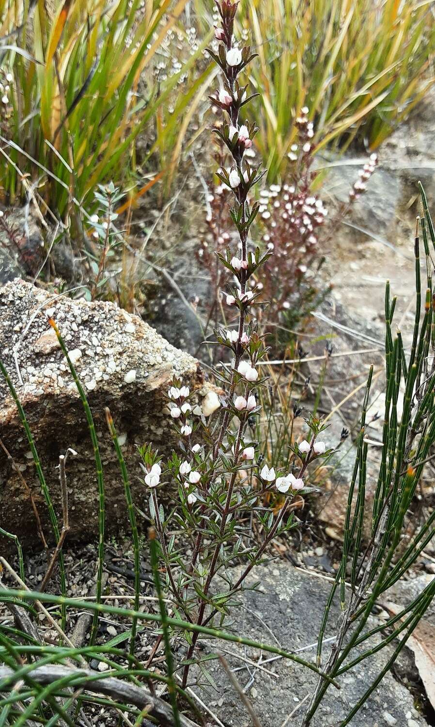 Image of Cyanothamnus rigens