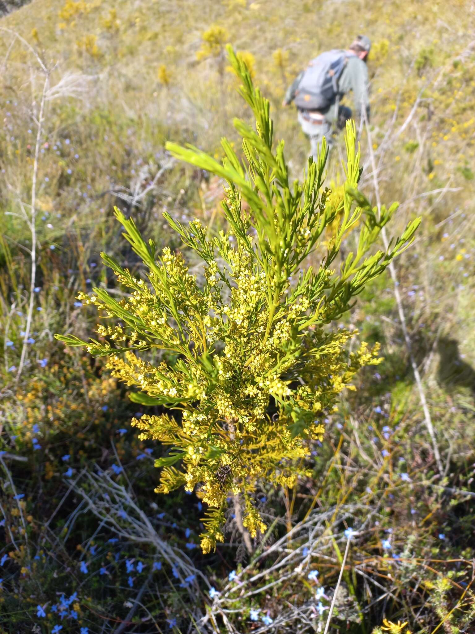 Image of Thesium susannae A. W. Hill.