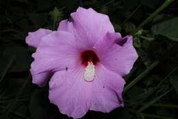 Image of Hibiscus costatus A. Rich.