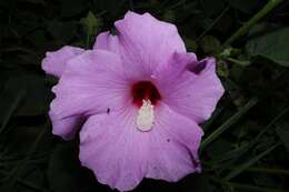 Hibiscus costatus A. Rich.的圖片