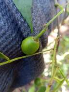 Image de Cissus ambongensis Descoings