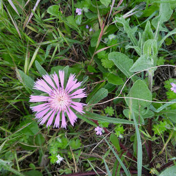 Image of Centaurea pullata L.