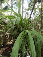 Image of cowhorn orchid