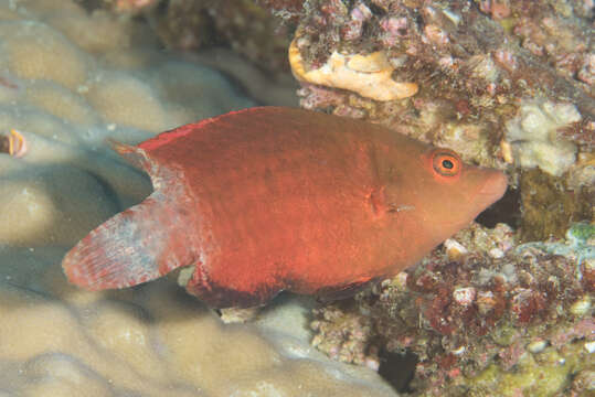 Image of Snooty wrasse