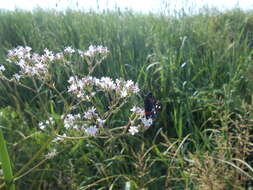 Imagem de Zygaena ephialtes Linnaeus 1767