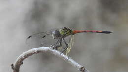 Image de Agrionoptera insignis allogenes Tillyard 1908