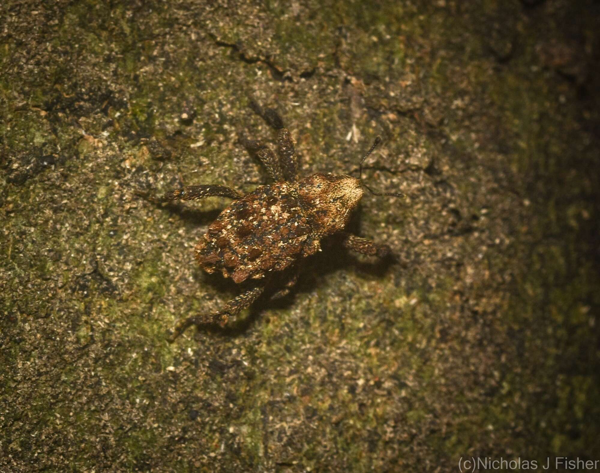 Image of Nechyrus incomptus Pascoe 1872