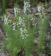 Image of Stylidium adnatum R. Br.