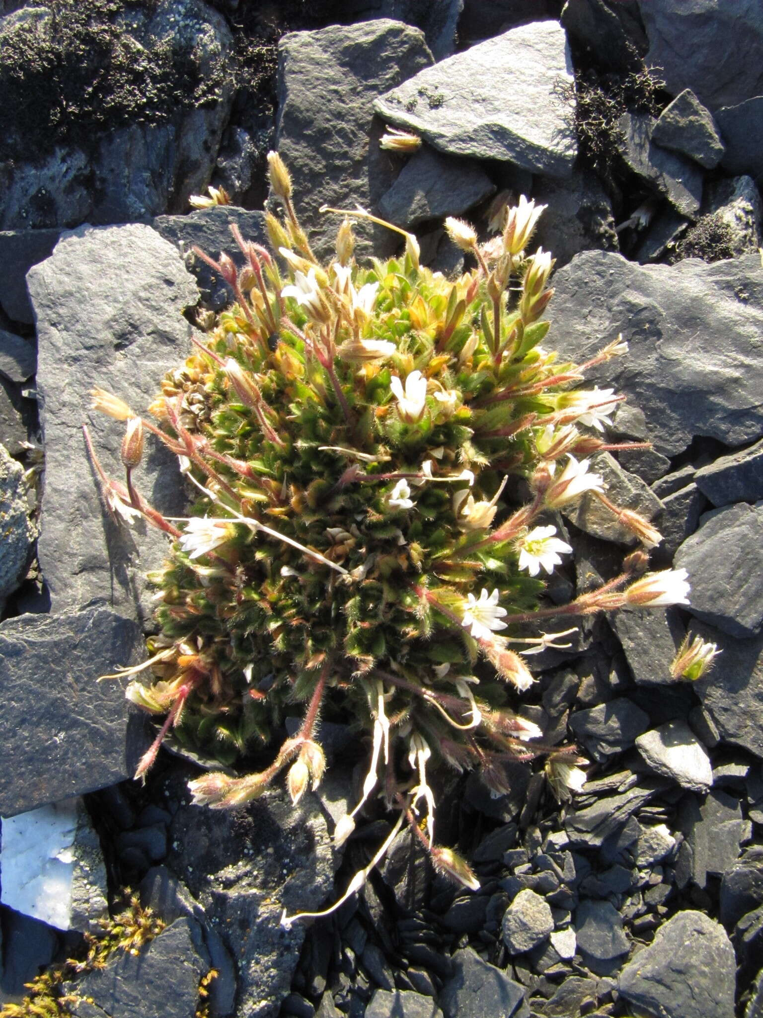 Plancia ëd Cerastium arcticum Lange