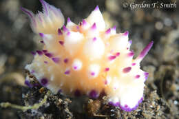 Image of Purple tipped multi-pustuled slug